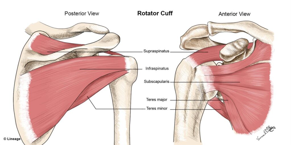 Rotator Cuff injury treatment at PT2Go Physical Therapy in Virginia Beach, VA and Moyock NC