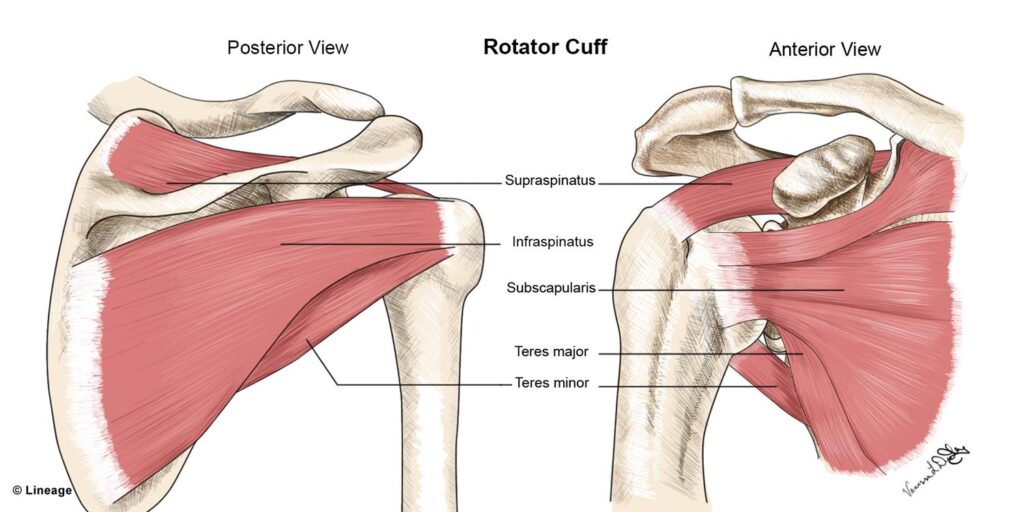 Rotator Cuff Injuries  PT2Go Physical Therapy Specialist