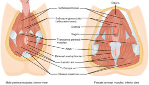 pelvic floor